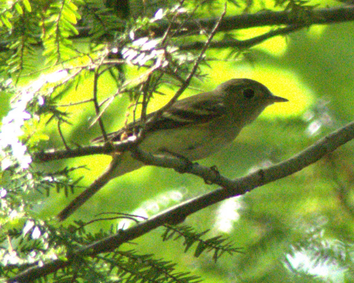 Acadian Flycatcher - Andy Jenkins