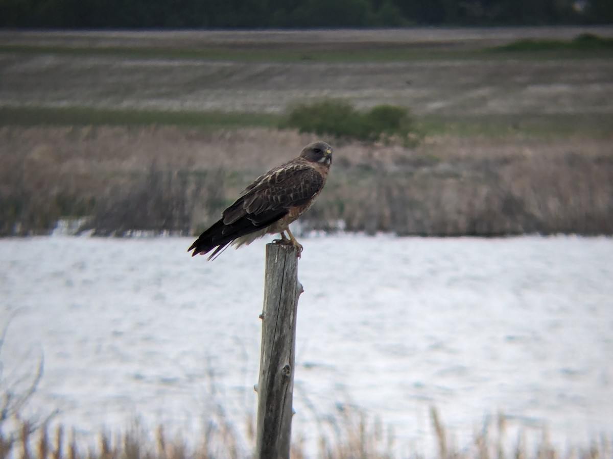 Swainson's Hawk - Adrielle Parlee