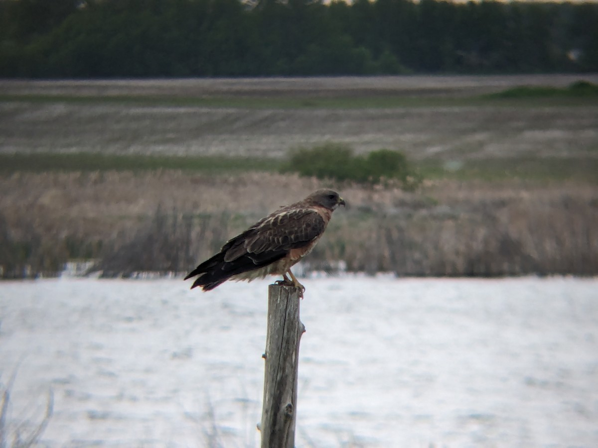 Swainson's Hawk - ML619525231