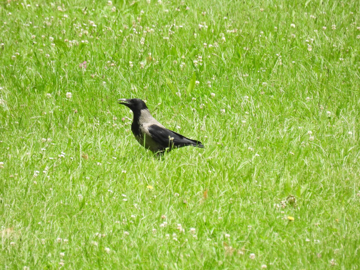 Hooded Crow - Mike Coulson