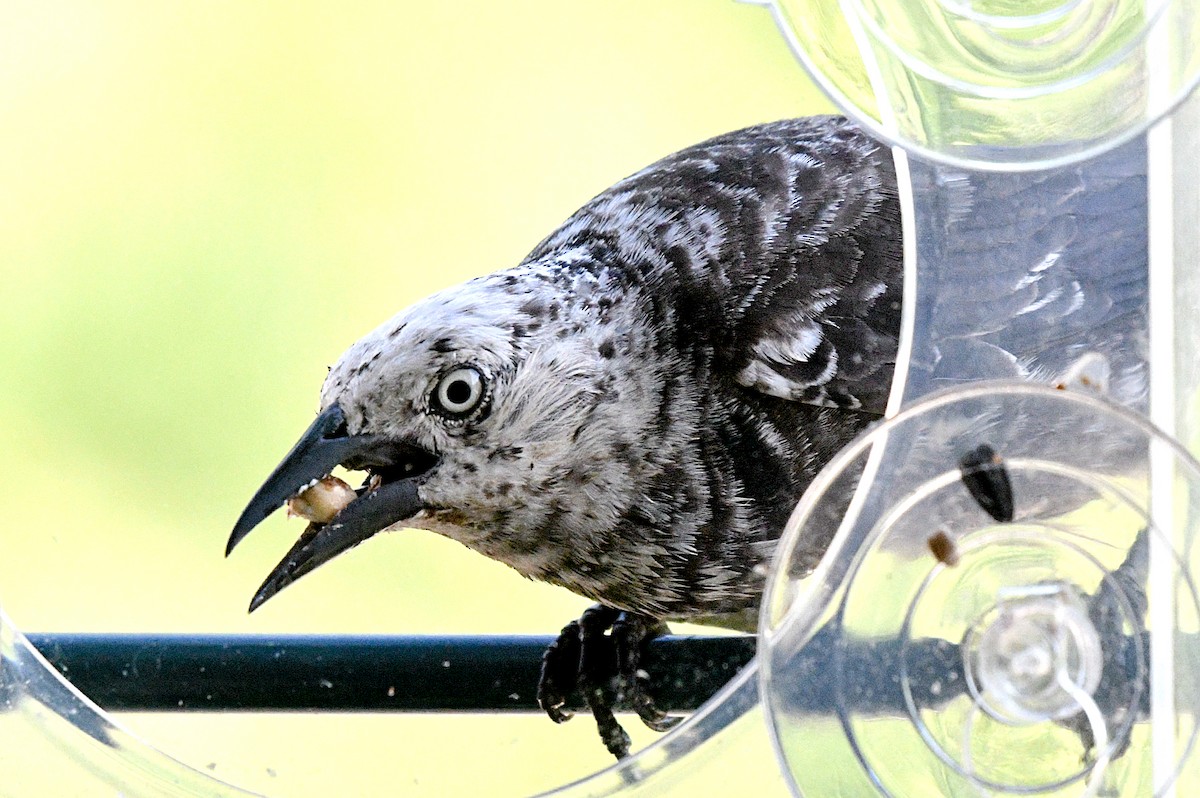 Common Grackle - Bob Tarte