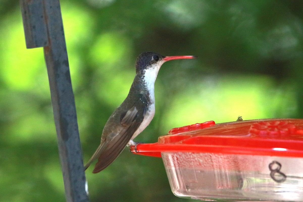 Violet-crowned Hummingbird - Jesse Pline