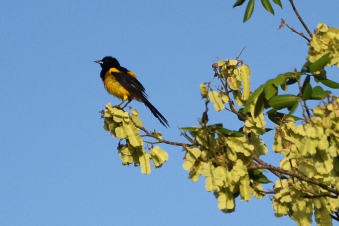 Black-cowled Oriole - Bruce Mast