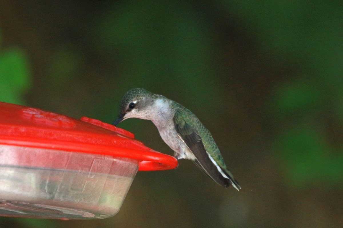 Black-chinned Hummingbird - Jesse Pline