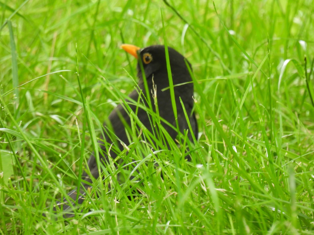 Eurasian Blackbird - Mike Coulson