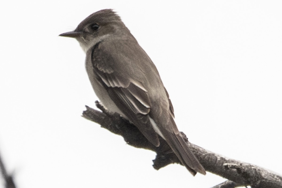 Western Wood-Pewee - Van Pierszalowski