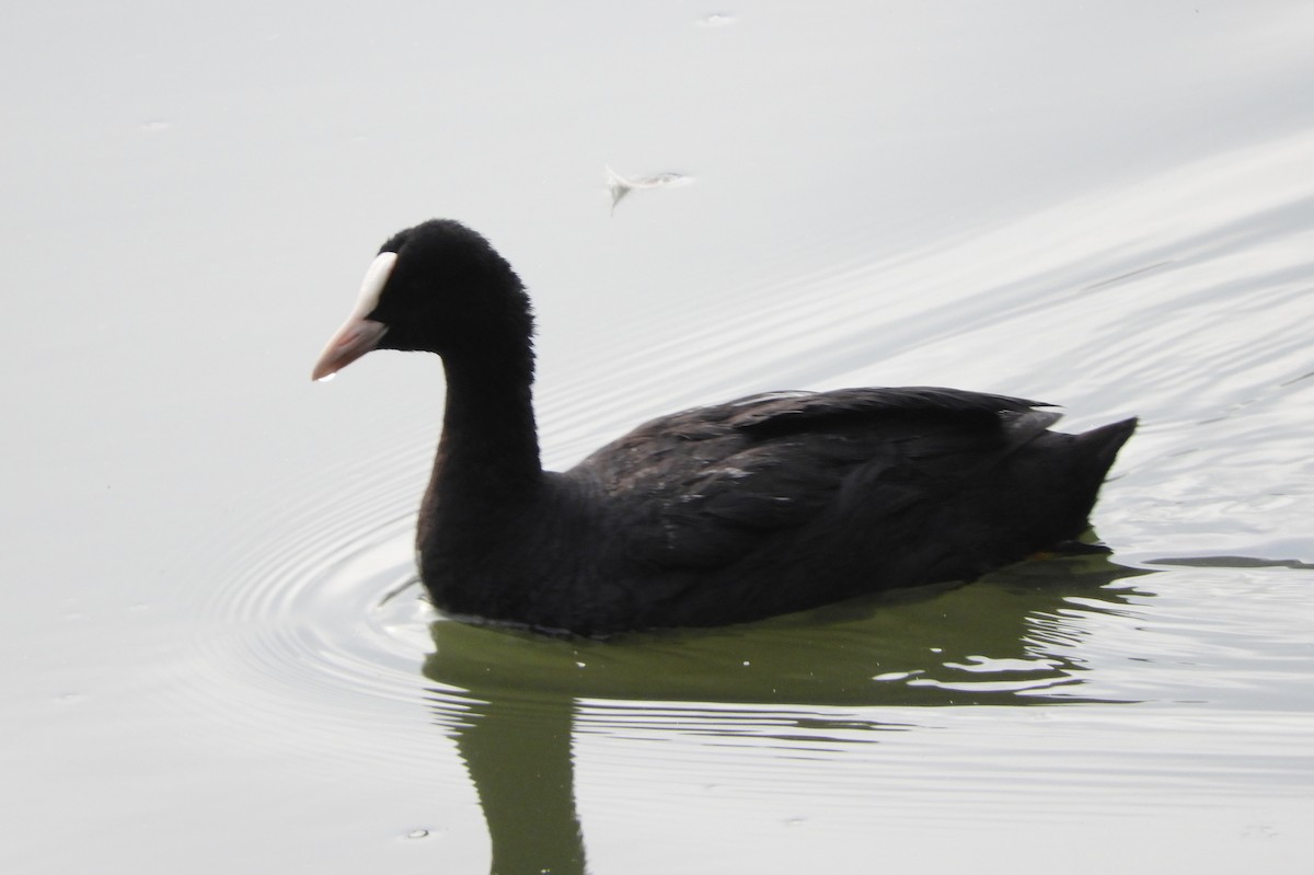 Eurasian Coot - Manju Sinha