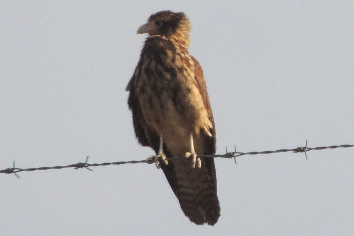 Yellow-headed Caracara - Licinio Garrido Hoyos