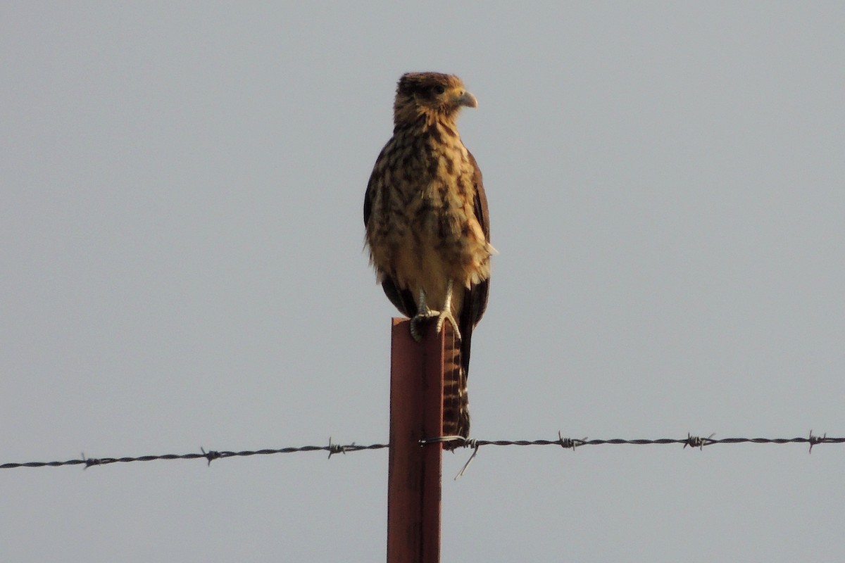 Yellow-headed Caracara - Licinio Garrido Hoyos