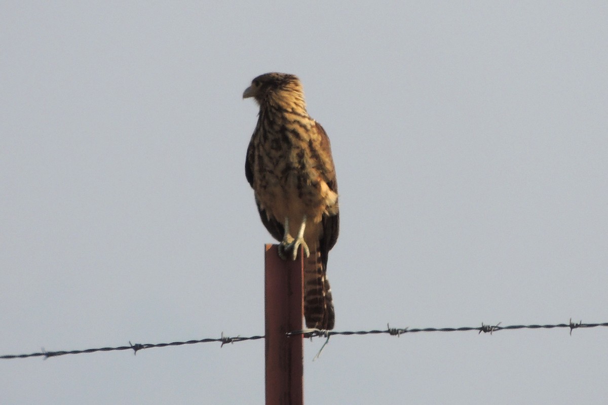 Yellow-headed Caracara - Licinio Garrido Hoyos