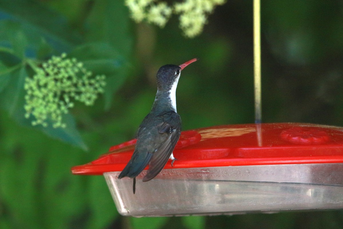 Violet-crowned Hummingbird - Jesse Pline