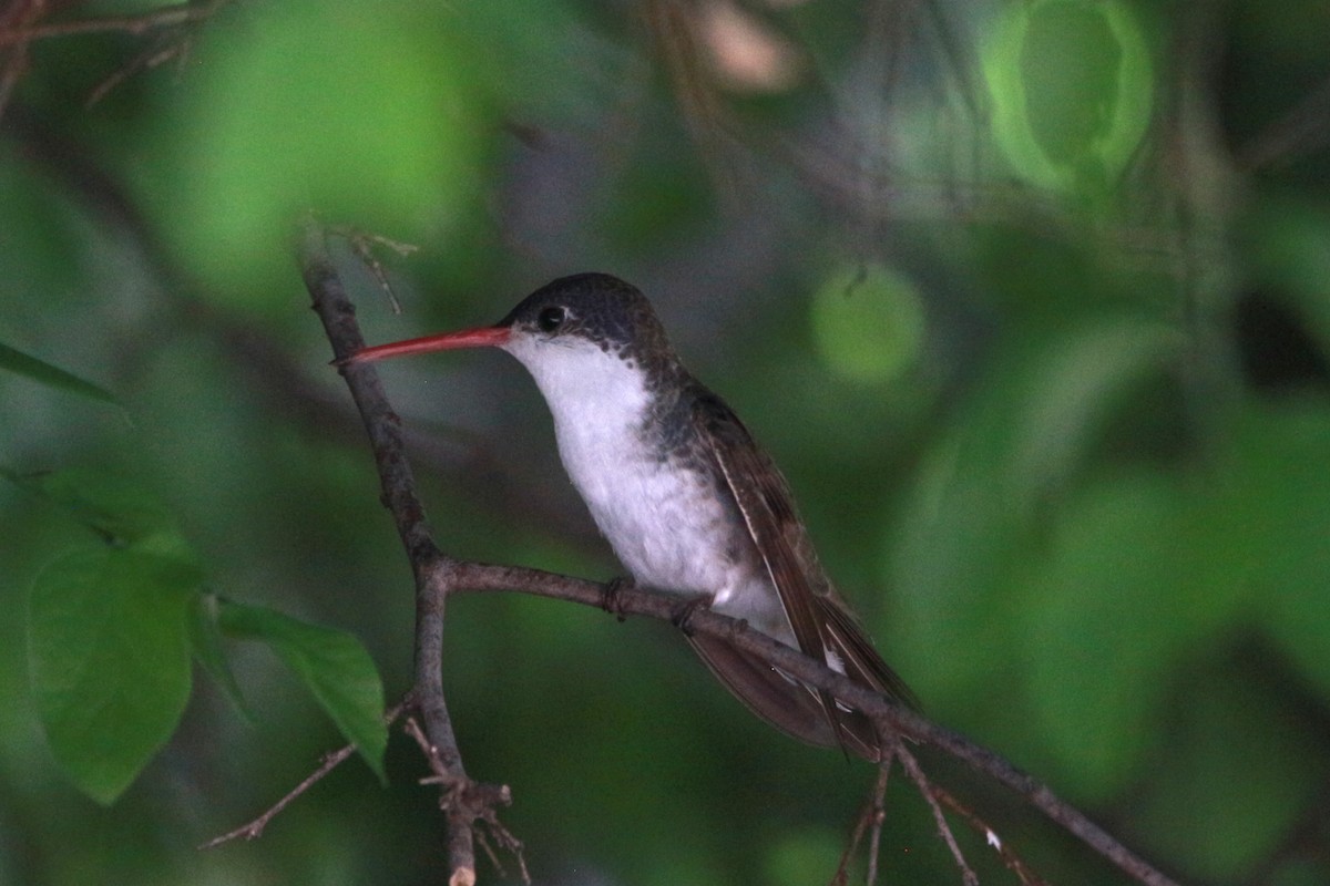 Violet-crowned Hummingbird - Jesse Pline