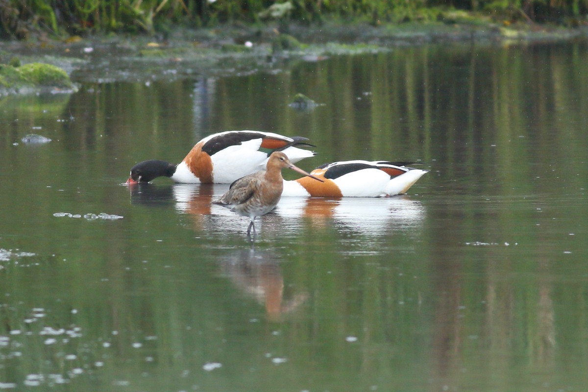 Common Shelduck - Grzegorz Burkowski