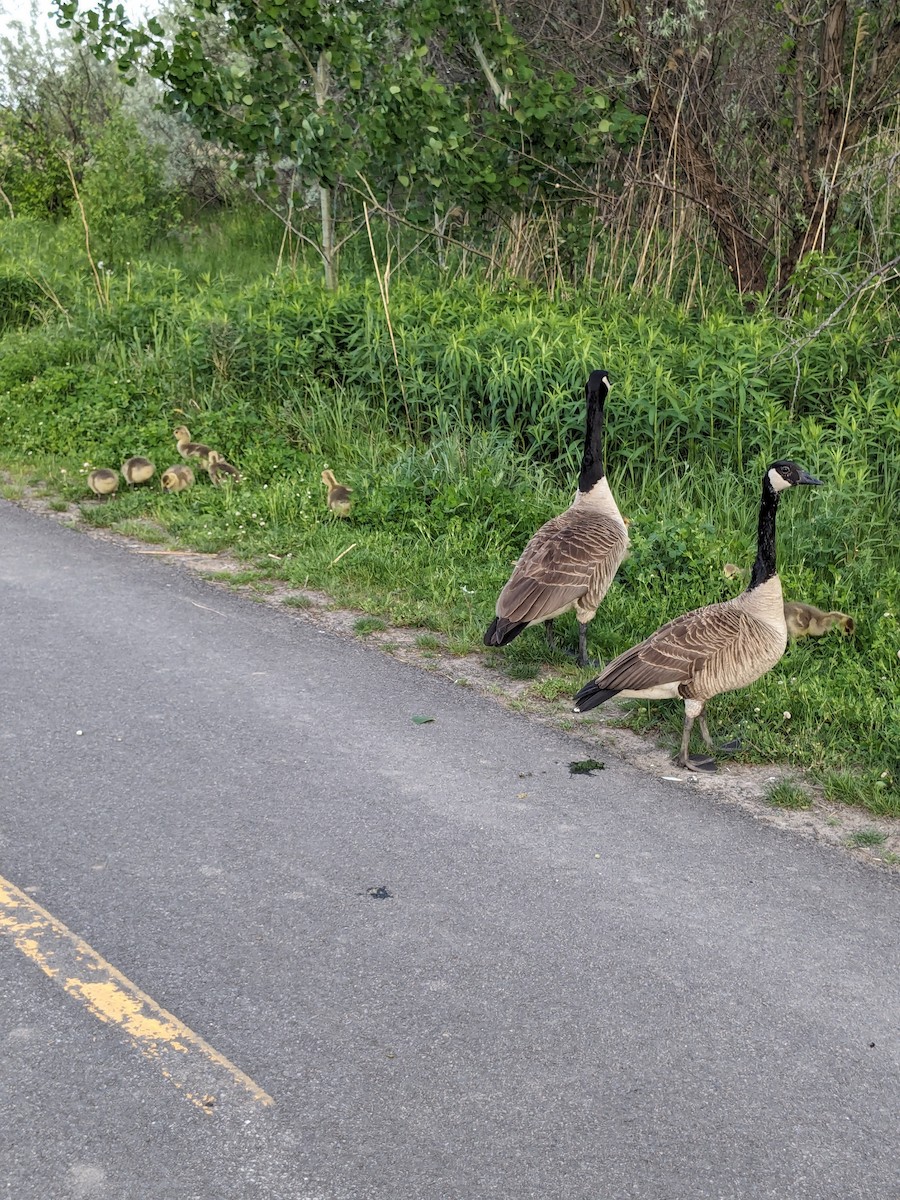 Canada Goose - Raymond Belhumeur