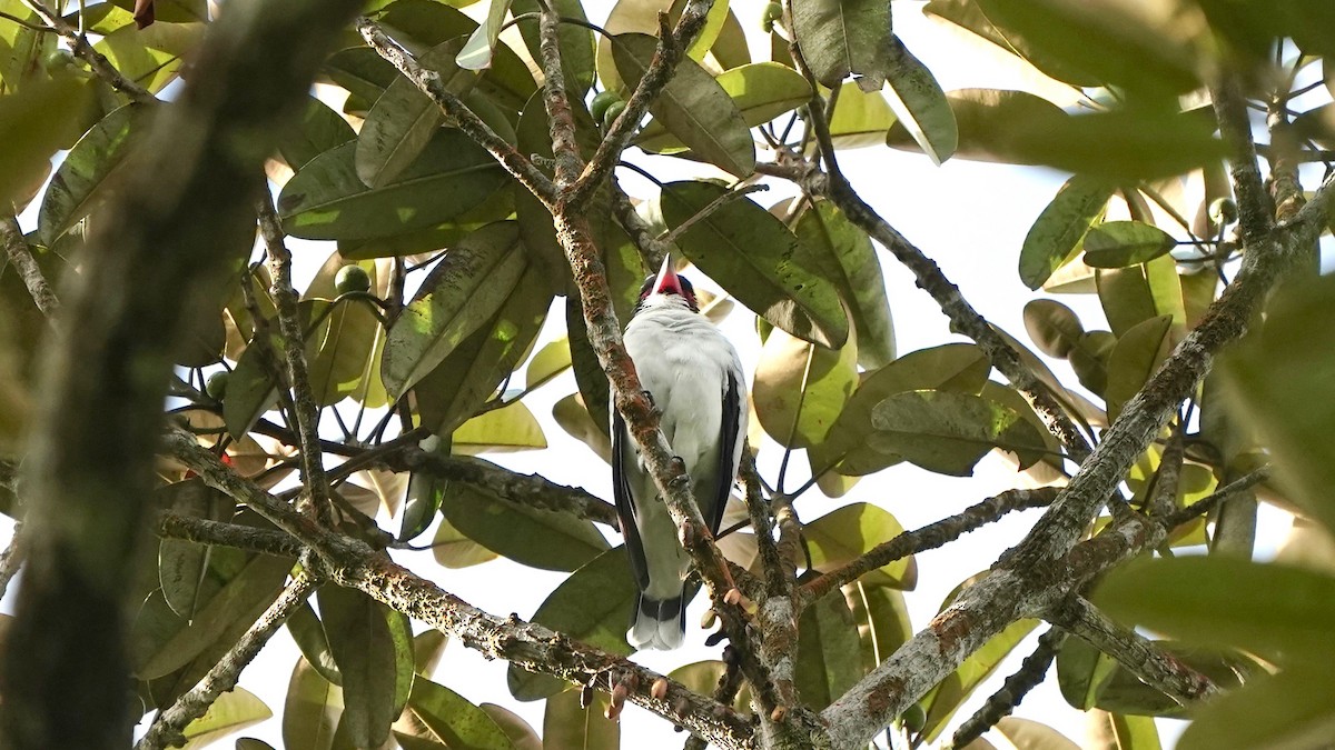 Masked Tityra - Indira Thirkannad