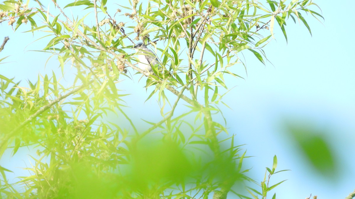 Blue-gray Gnatcatcher - Andy Buchsbaum