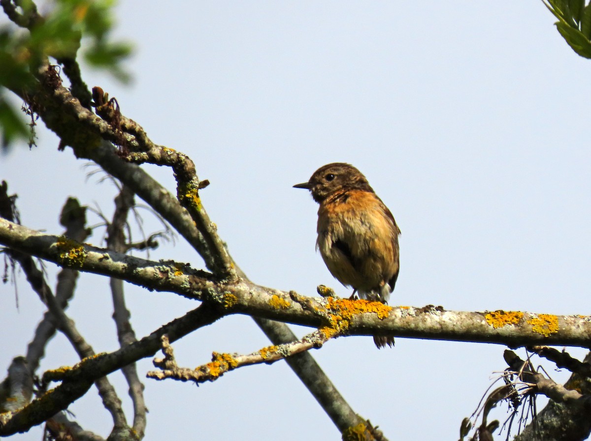 European Stonechat - Francisco Javier Calvo lesmes