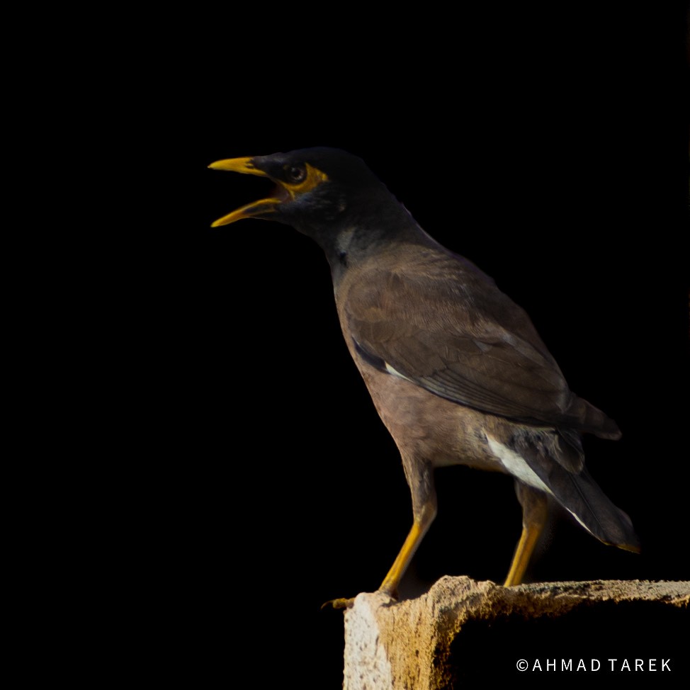 Common Myna - Ahmad Tarek