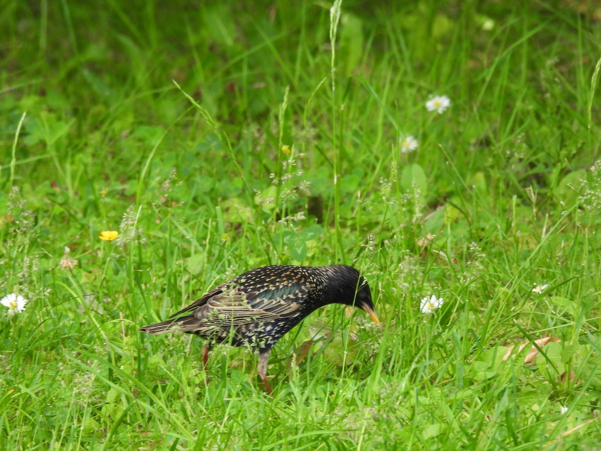 European Starling - Mike Coulson
