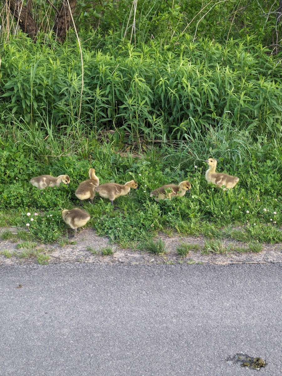 Canada Goose - Raymond Belhumeur