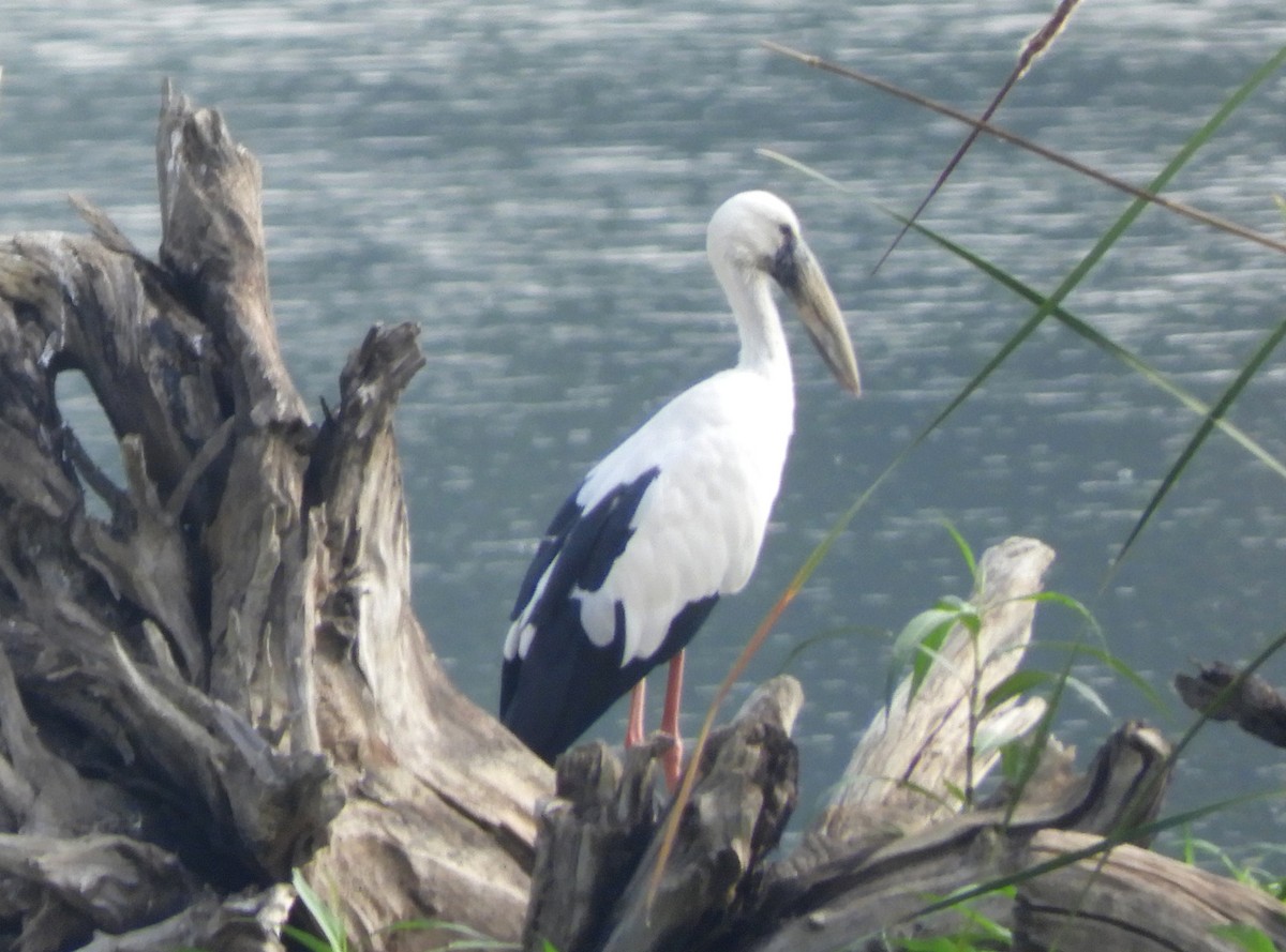 Asian Openbill - Manju Sinha