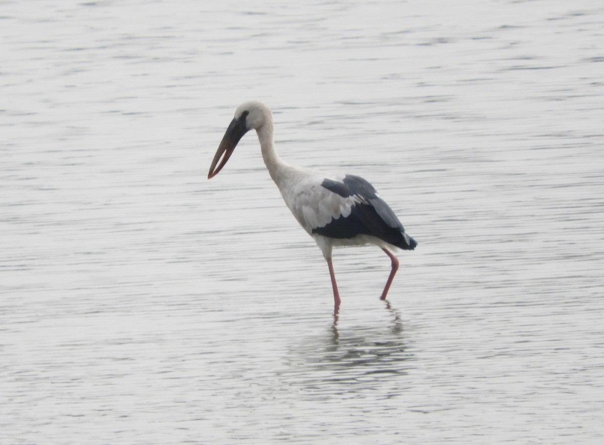 Asian Openbill - Manju Sinha