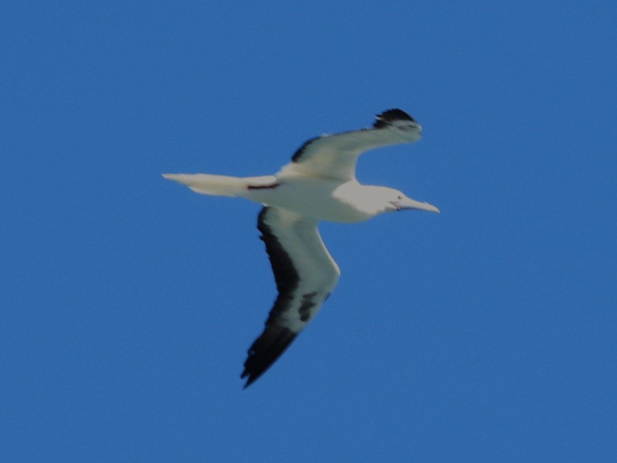 Red-footed Booby - Nick Komar