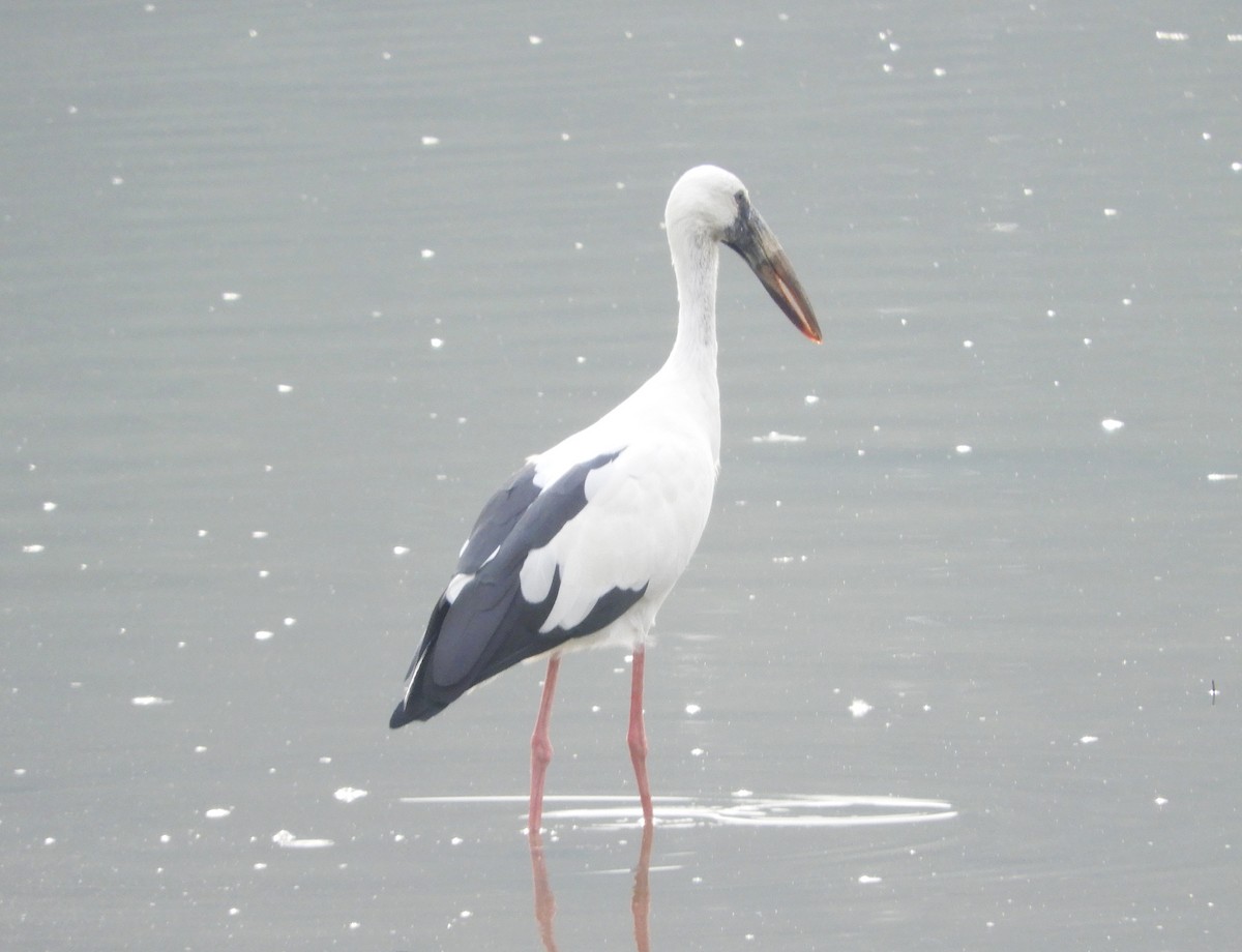 Asian Openbill - Manju Sinha