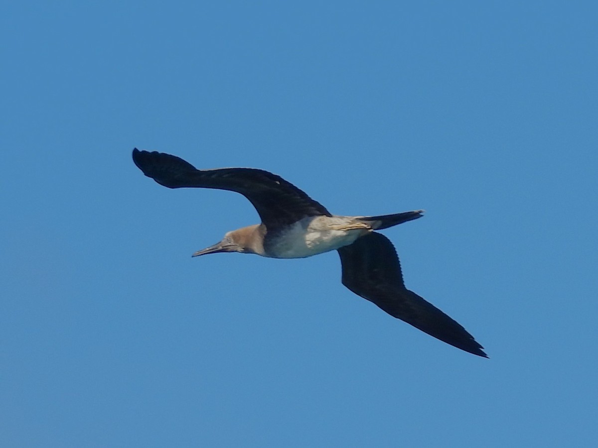 Red-footed Booby - Nick Komar