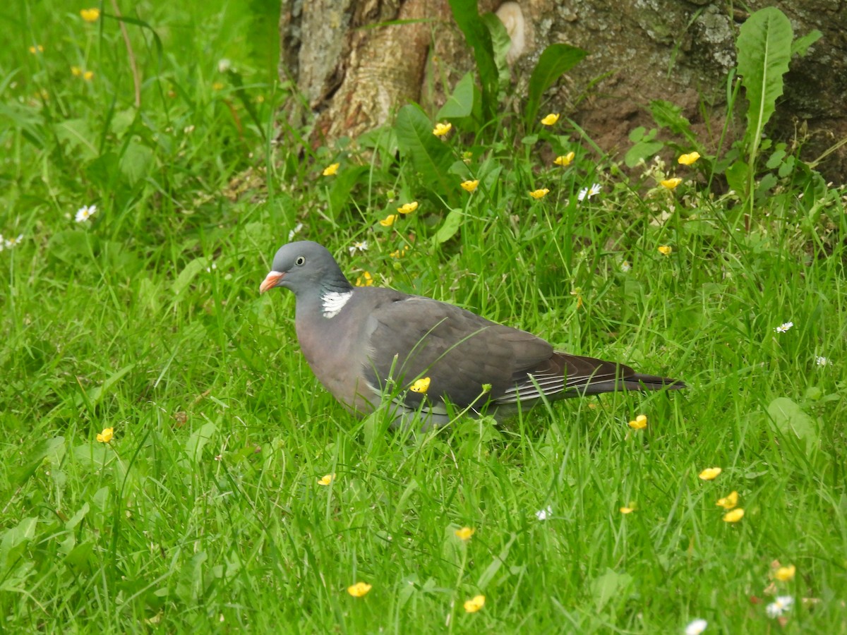 Common Wood-Pigeon - Mike Coulson