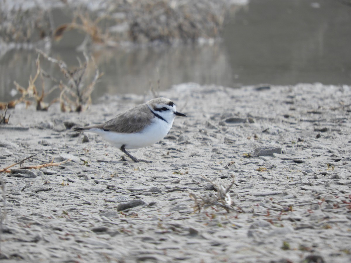 Snowy Plover - Thomas Bürgi