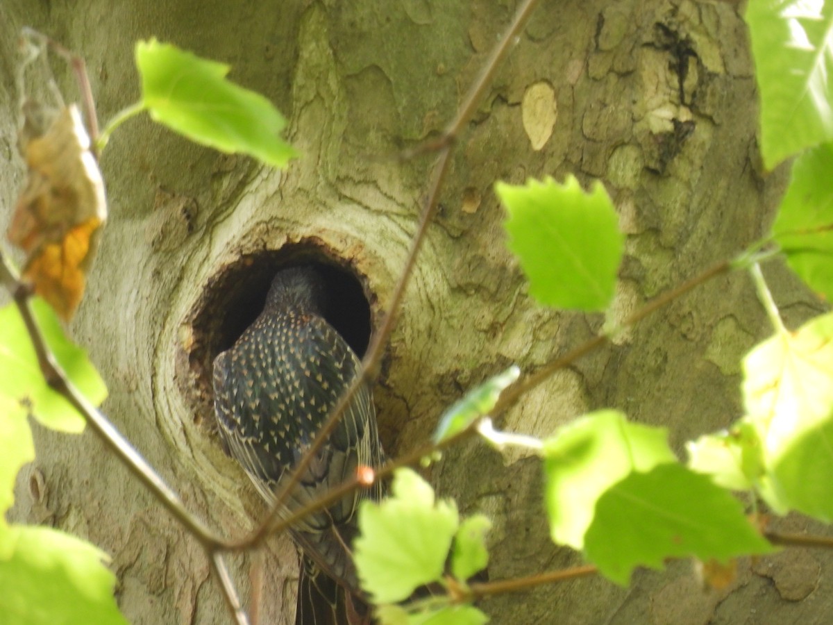 European Starling - Mike Coulson