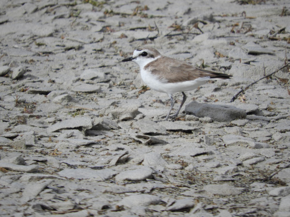 Snowy Plover - Thomas Bürgi