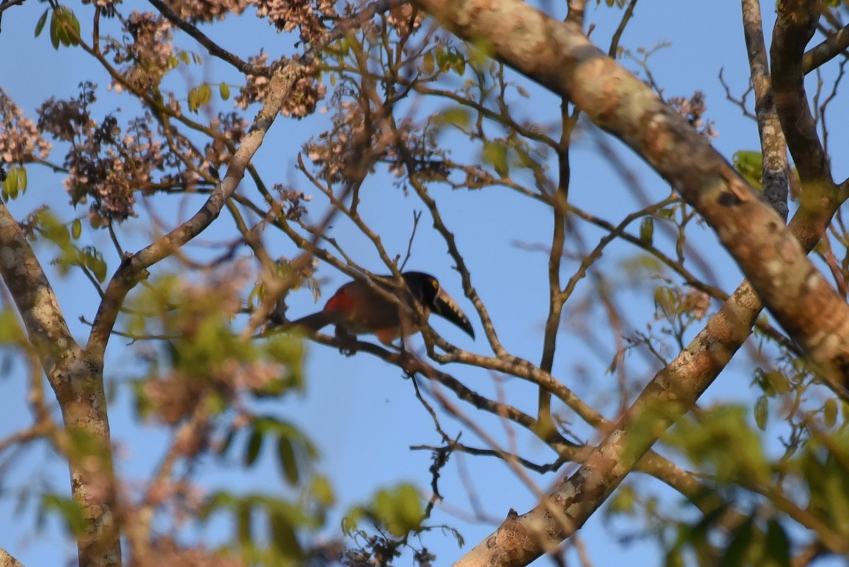 Collared Aracari - Bruce Mast