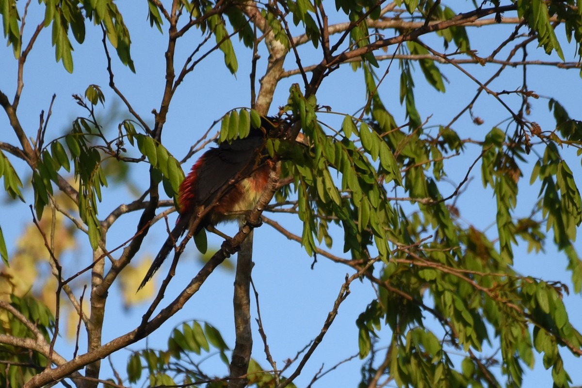 Collared Aracari - Bruce Mast