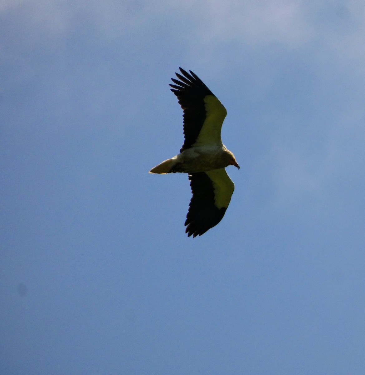 Egyptian Vulture - ML619525320