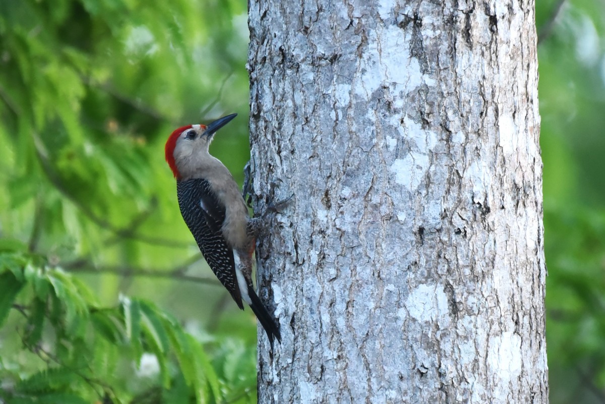 Golden-fronted Woodpecker - Bruce Mast