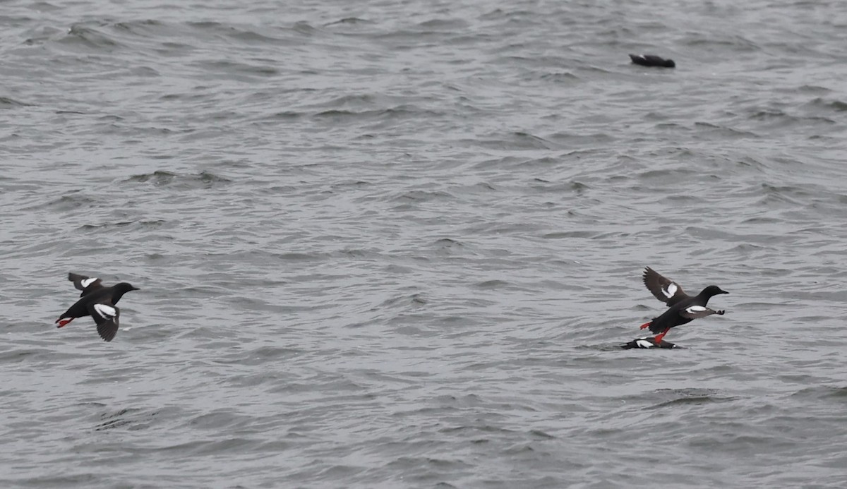 Pigeon Guillemot - Dawn Lloyd