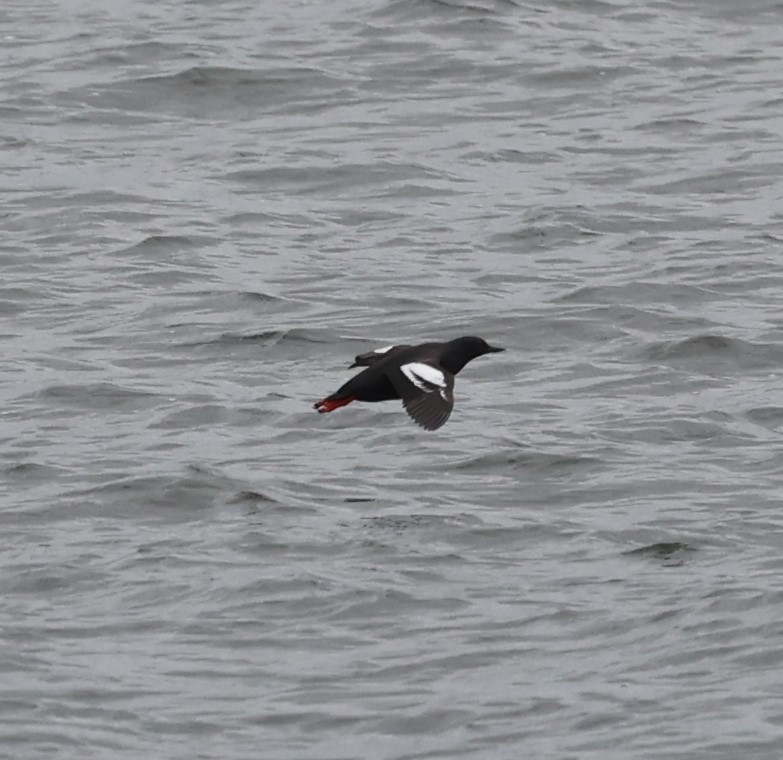 Pigeon Guillemot - Dawn Lloyd