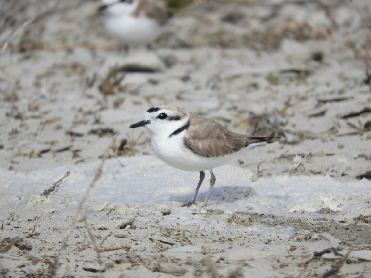 Snowy Plover - Thomas Bürgi