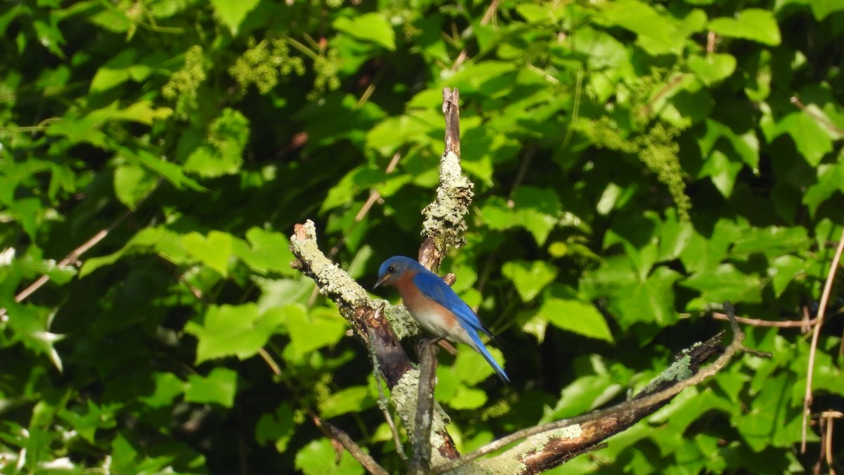 Eastern Bluebird - Andy Buchsbaum