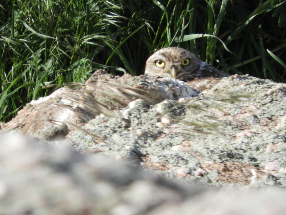 Burrowing Owl - Thomas Bürgi