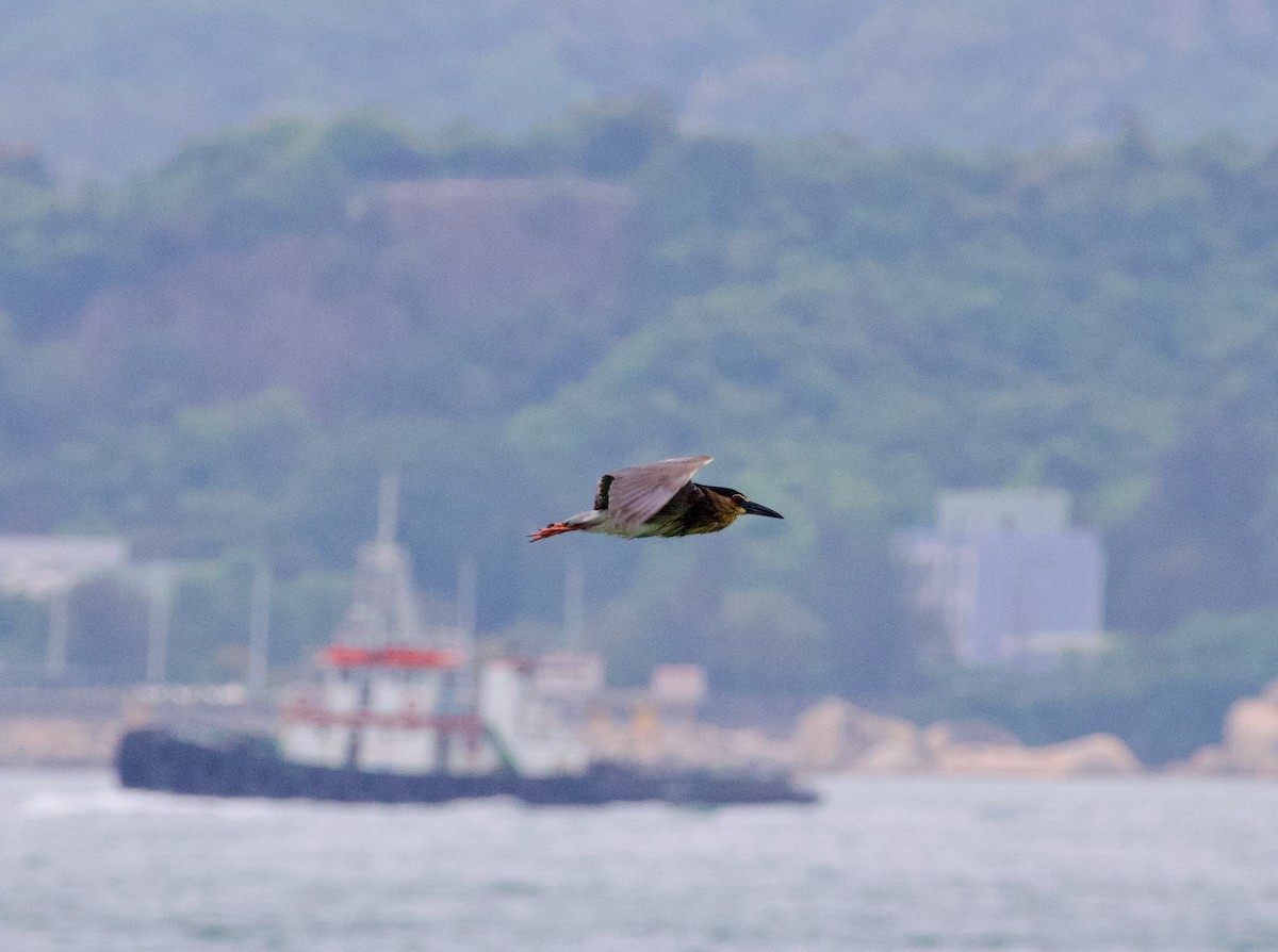 Black-crowned Night Heron - Ben Sheldon