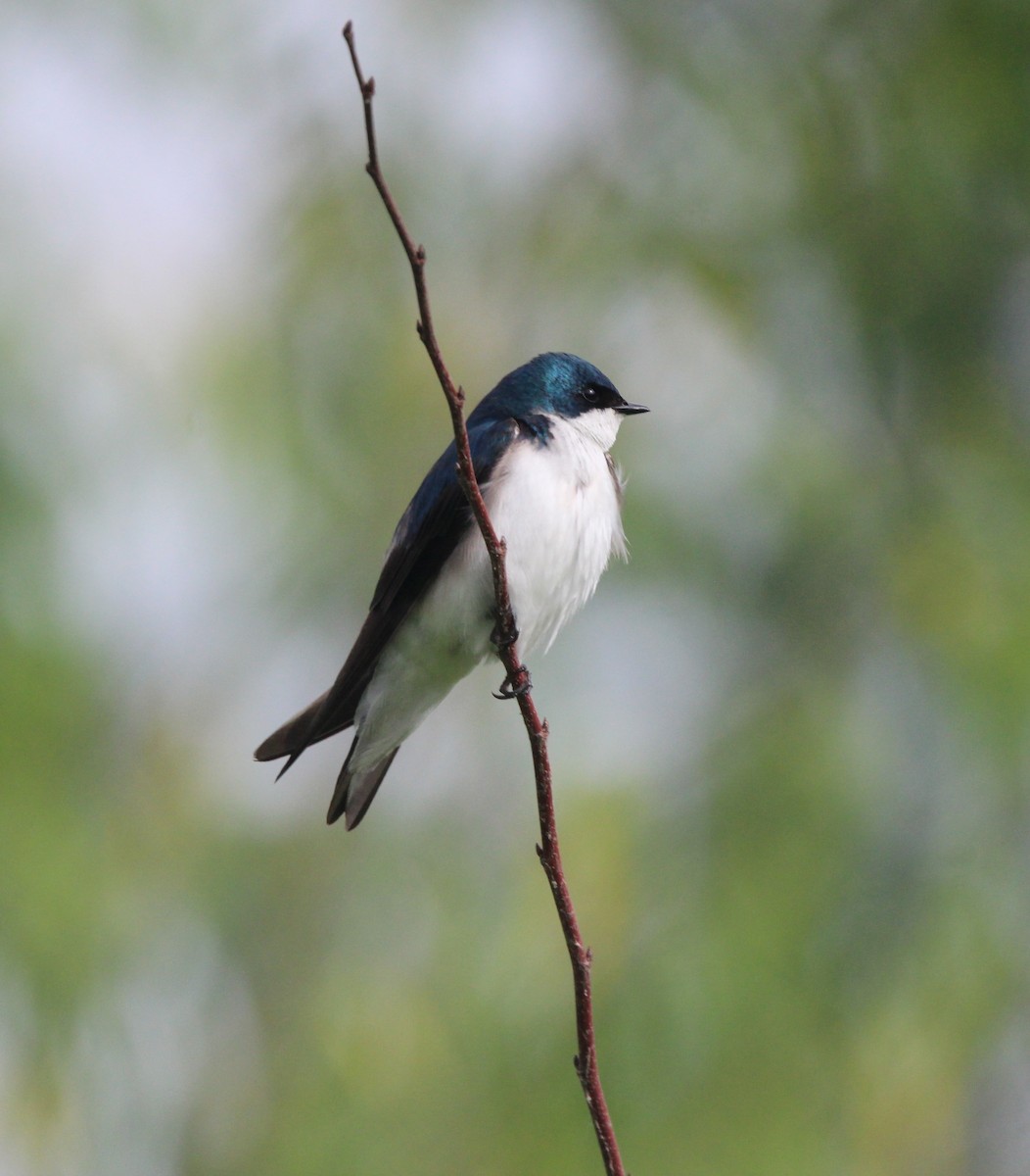 Tree Swallow - Joshua Hedlund