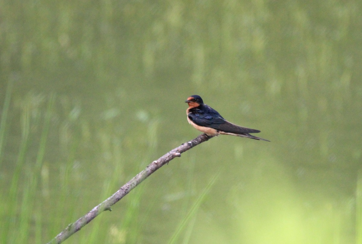 Barn Swallow - ML619525360