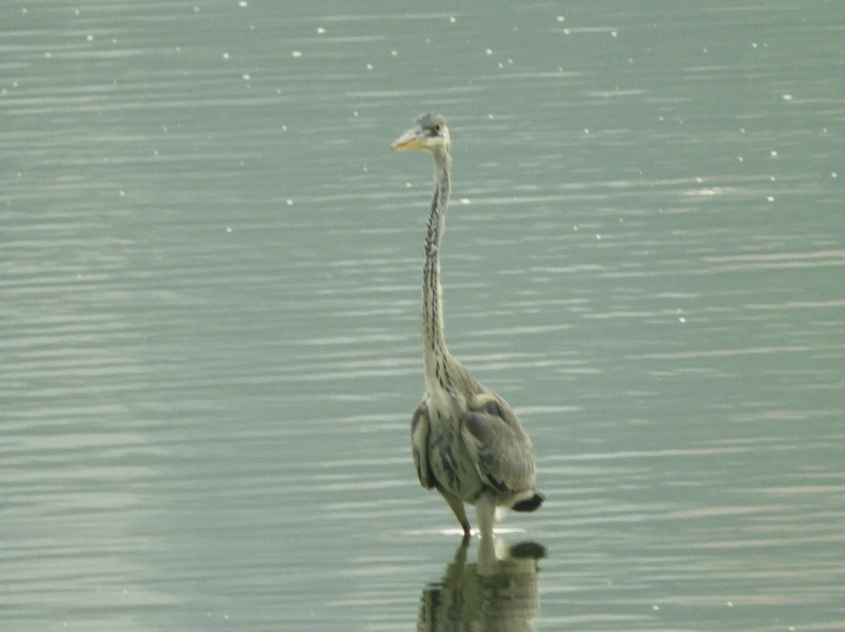 Gray Heron - Manju Sinha