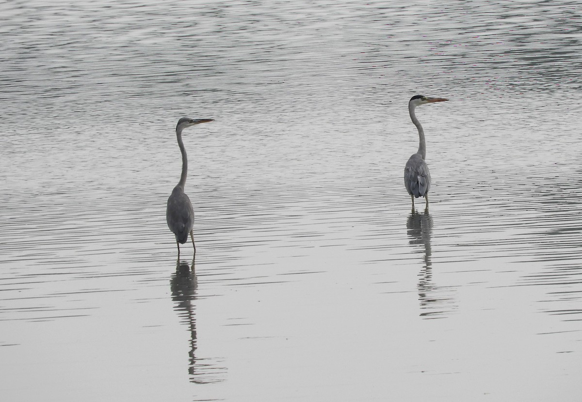 Gray Heron - Manju Sinha