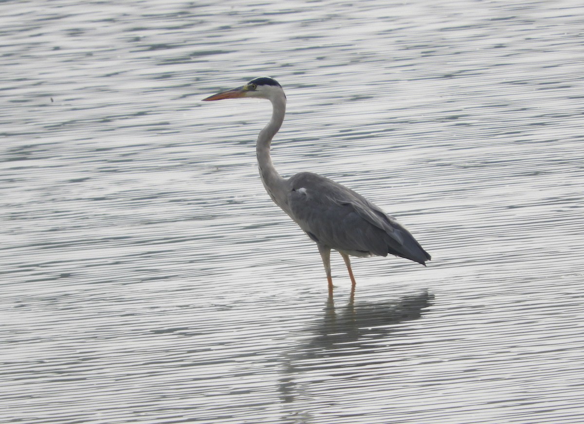 Gray Heron - Manju Sinha