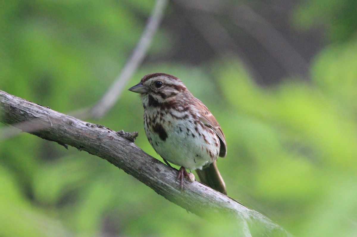 Song Sparrow - Joshua Hedlund