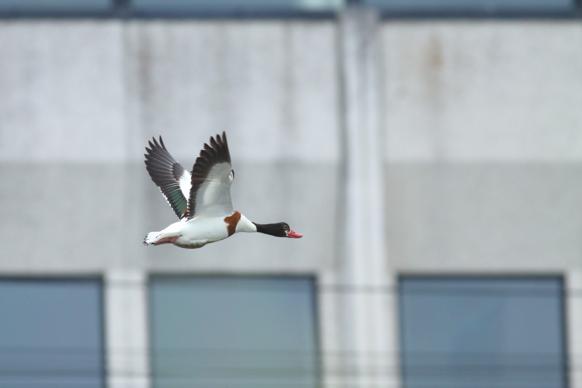 Common Shelduck - Grzegorz Burkowski